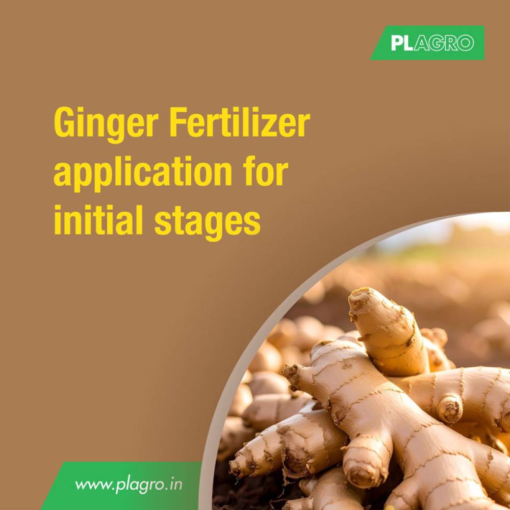Welcome to Ginger Season!